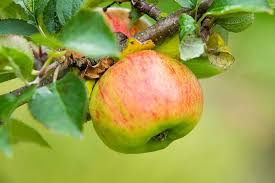 How To Grow Apples Rhs Advice Rhs