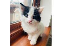 Find cats & kittens for sale, for rehoming and for adoption from reputable breeders or connect for free with eager buyers uk at freeads.co.uk, the cat & kitten classifieds. Long Haired Cats Kittens For Sale Gumtree