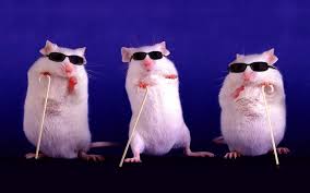 4k rodents mice three 3 gles