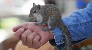 Just keep in mind that a squirrel house pet requires considerable effort. Small Pet Archives Petspruce Com