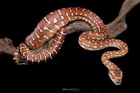 centralian carpet python morelia