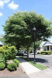 It is an ideal shape for street plantings under utility lines. Green Vase Zelkova Glover Nursery