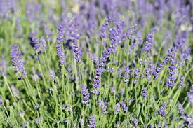 Ammi is popular as a garden plant and is used by gardeners to fill foliage space and create a cohesive flower bed. Common Lavender Essence Purple Flowers Latin Name Lavandula Angustifolia Essence Purple Lavandula Officinalis Stock Photo Picture And Royalty Free Image Image 159813858