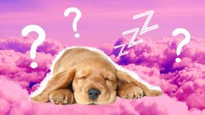 why do dogs sleep so much a vet