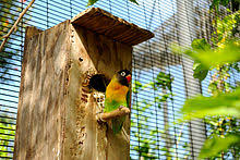 Lovebird Wikipedia