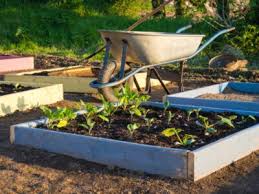 Vegetable Gardening Tips Starting
