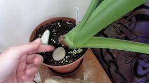 Keep these tips in mind. Mold Fungus Growing On The Top Of Soil On Your Houseplants The Causes Mycelium Youtube