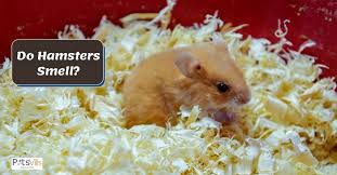 Do Hamsters Smell How To Train Them