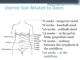 62 Unusual Uterus Size Chart