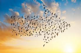 Amazing migratory birds - Newspaper - DAWN.COM