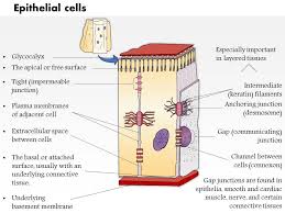 0514 Epithelial Cells Medical Images