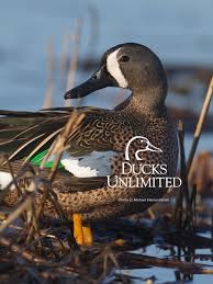 waterfowl wallpaper 53 pictures