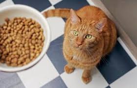 Trionfo del motion capture, interessante fallimento estetico. How Many Calories Should A 15 Pound Cat Eat