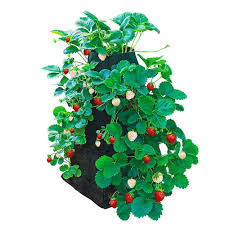 strawberry growing tower