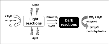 Dark Reactions Of Photosynthesis