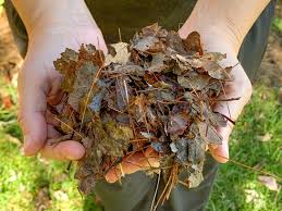 how to make shredded leaf mulch fast
