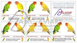 Opaline Breeding Expectations Chart Love Birds Pet