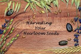 harvest your heirloom seeds stoney