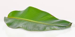 banana leaves all you need to know