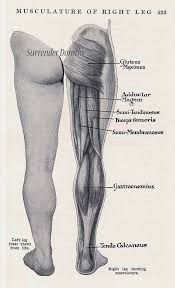 Leg Butt Muscles Posterior Muscular System Human Anatomy