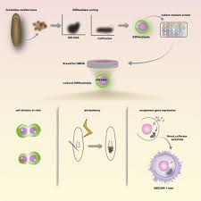 planarian stem cells in culture