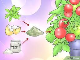 how to make homemade plant fertilizer