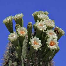 This is a night blooming white and yellow flower of. Arizona Facts Office Of The Arizona Governor