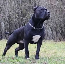 Our dog breeder directory is the ultimate source of listings for american staffordshire terrier breeders in the north america. American Staffordshire Terrier Puppies For Sale Adoptapet Com