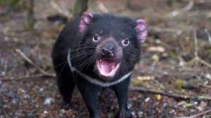 tasmanian devil stock fooe royalty