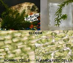 plasmolysis of elodea