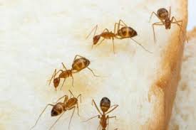 carpenter ants this spring