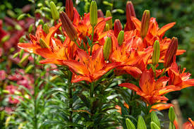 orange lily lilium bulbiferum