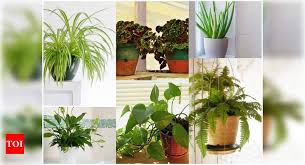 6 Houseplants That Are Well Suited For