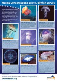 Increasing Numbers Of Jellyfish In The Uk Simply Scuba Uk