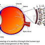 Retina anatomy from webvision.med.utah.edu