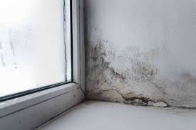 How Do I Prevent Mould In My Basement