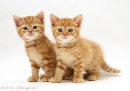 Did you scroll all this way to get facts about ginger kittens? Ginger Kittens Photo Wp24851