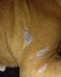 hair loss and itching in dogs