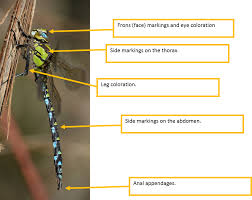 Identification Help British Dragonfly Society