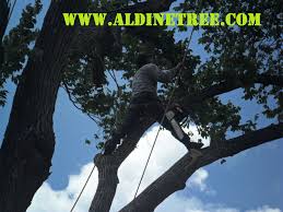 Latest news everything you need to know about the latest in arboriculture in texas. How To Become An Arborist In Texas Arxiusarquitectura