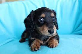 akc miniature dachshund puppies for
