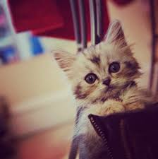 We did not find results for: 40 Koleksi Gambar Gambar Anak Kucing Yang Terlajak Comel Azlan Rumadi Kittens Cutest Animals Beautiful Kittens