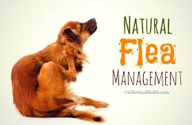 natural flea control for dogs and cats