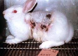 Was passiert mit den Tieren auf einer Pelzfarm? Die Wahrheit! Wer macht Tierversuche?