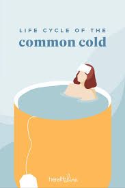 A Look At The Life Cycle Of A Cold