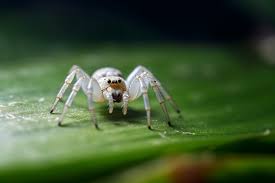 araignée blanche que faire si elle