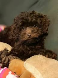 toy poodles in goulburn region nsw