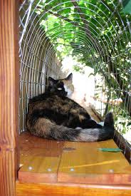 easy outdoor diy cat cage enclosure