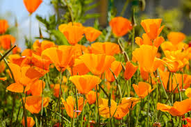 I have 2 or 3 questions i was hoping you could answer. How To Grow And Care For Poppies In Your Garden 2021 Masterclass