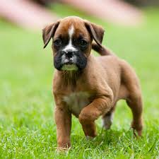 All puppies are kclub registered, microchipped, vet checked, vaccinated, socialised with other dogs and children. Boxer Puppies For Sale In Florida From Vetted Breeders